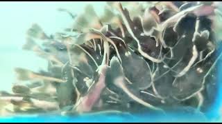 Red Tail Cat Fish 2.5 Inch 250 Rs Retail