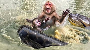 Terrible! Mother Monkey In Pain Tries To Scratch And Struggle To Save Her Baby From The Giant Python