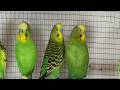 3 hour Non-Stop Happy Budgie Sounds | Make Your Budgies Sing & Play