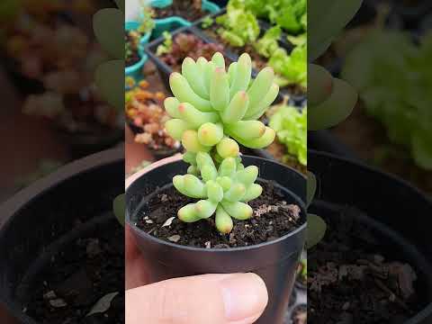 Vídeo: O stonecrop precisa de sol pleno?