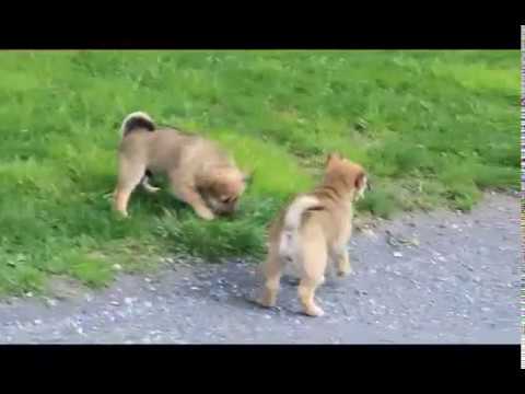 Shiba Inu Mix Puppies For Sale Youtube