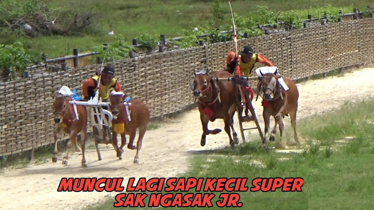 Latihan Karapan Sapi Di Lap Asemanis Pamekasan, Ada Tim Kelabeng Feat Ser Naser Jr & Sak Ngasal Jr. 