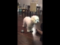 Maltipoo puppy clicker training ringing the bell Maltipoo puppy clicker training ringing the bell