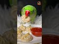 #parrot #talkingparot #eating #eatingshow #momos #birds #fastfood #food #shorts #instagram #ytshorts