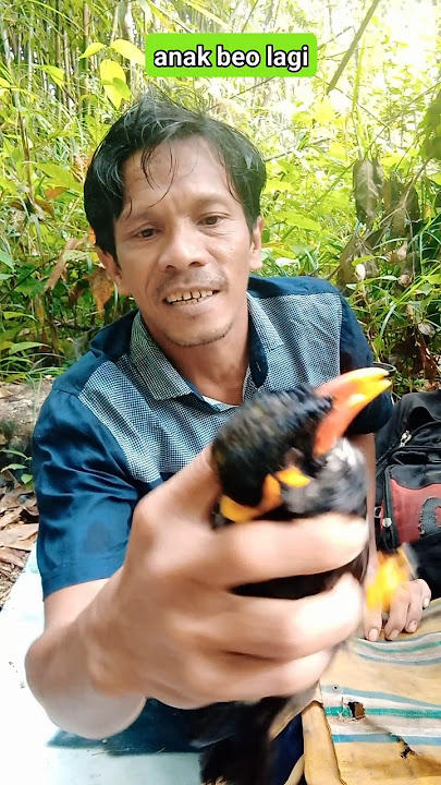 #sulingsakti #birds #burungkicaudialamliar #burung #kicaumania #pikatbeo #animals