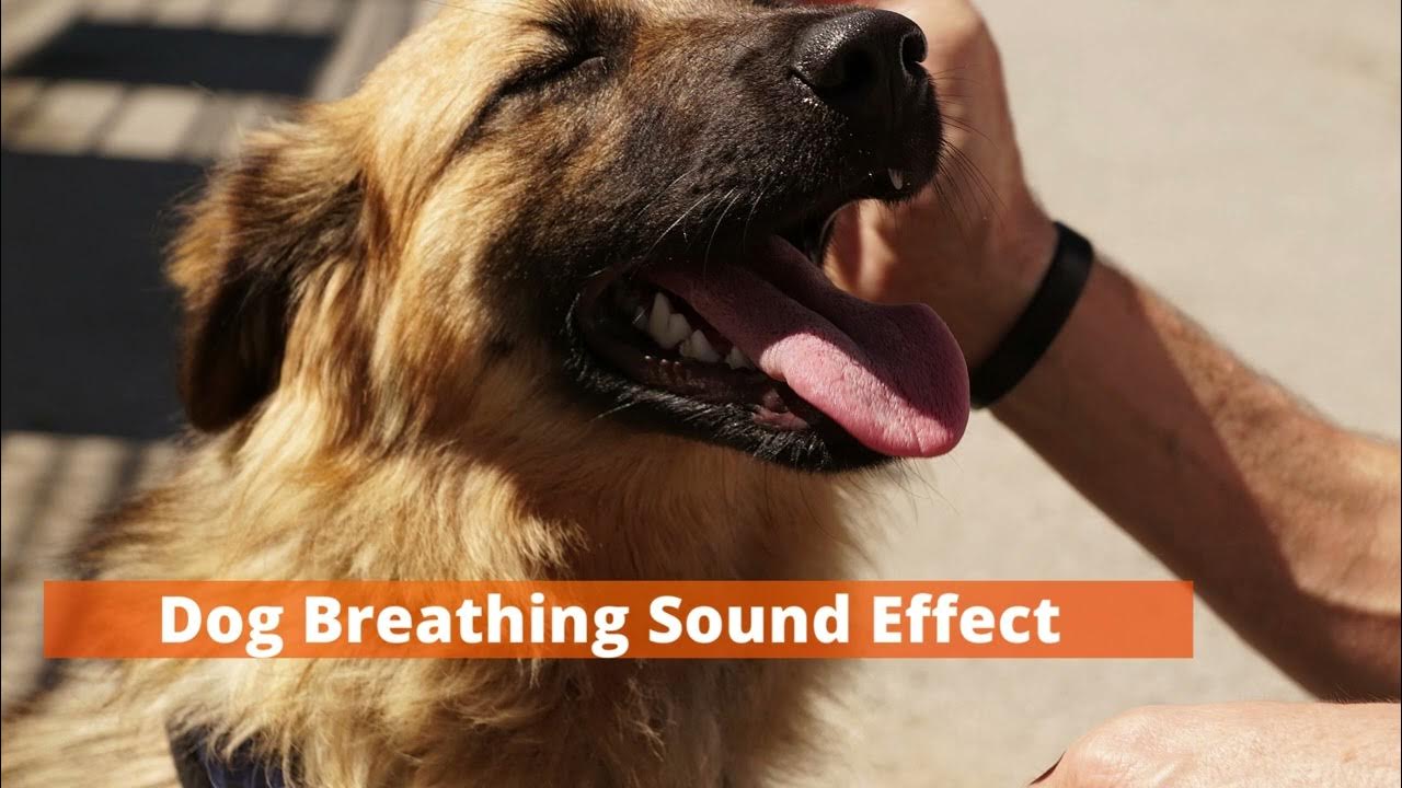 Dog Breathing Sound Effect YouTube