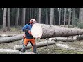 Lumberjack Little Harvester And Very Good Work In The Forest 