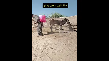 شاهد رجل يرفس الحمار حمار Shorts 