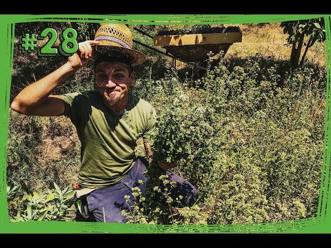 Video: Cos'è l'origano greco: scopri come coltivare erbe aromatiche di origano greco