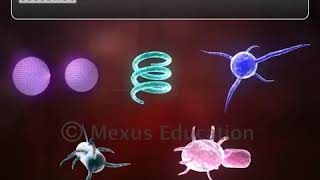 Kingdom Monera | animated video |