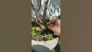 Béc tưới cây 8 tia điều chỉnh được lưu lượng, bán kính | Tưới Biển Vàng | tuoibienvang.com