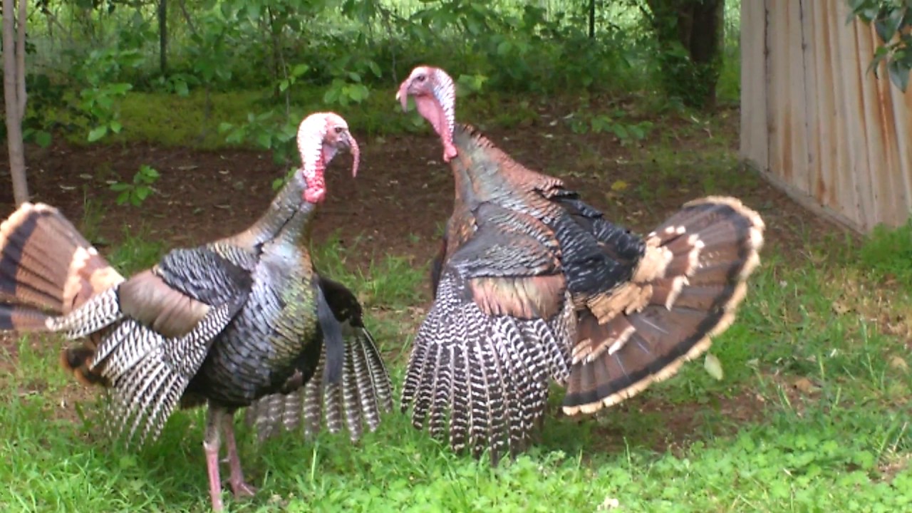 Two turkeys fighting YouTube