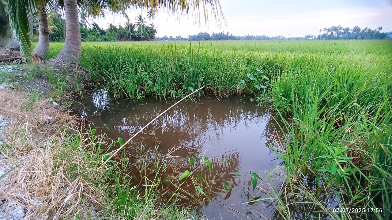 #EP1337 Tahan 8 Batang Taut dan Lihat Hasilnya 