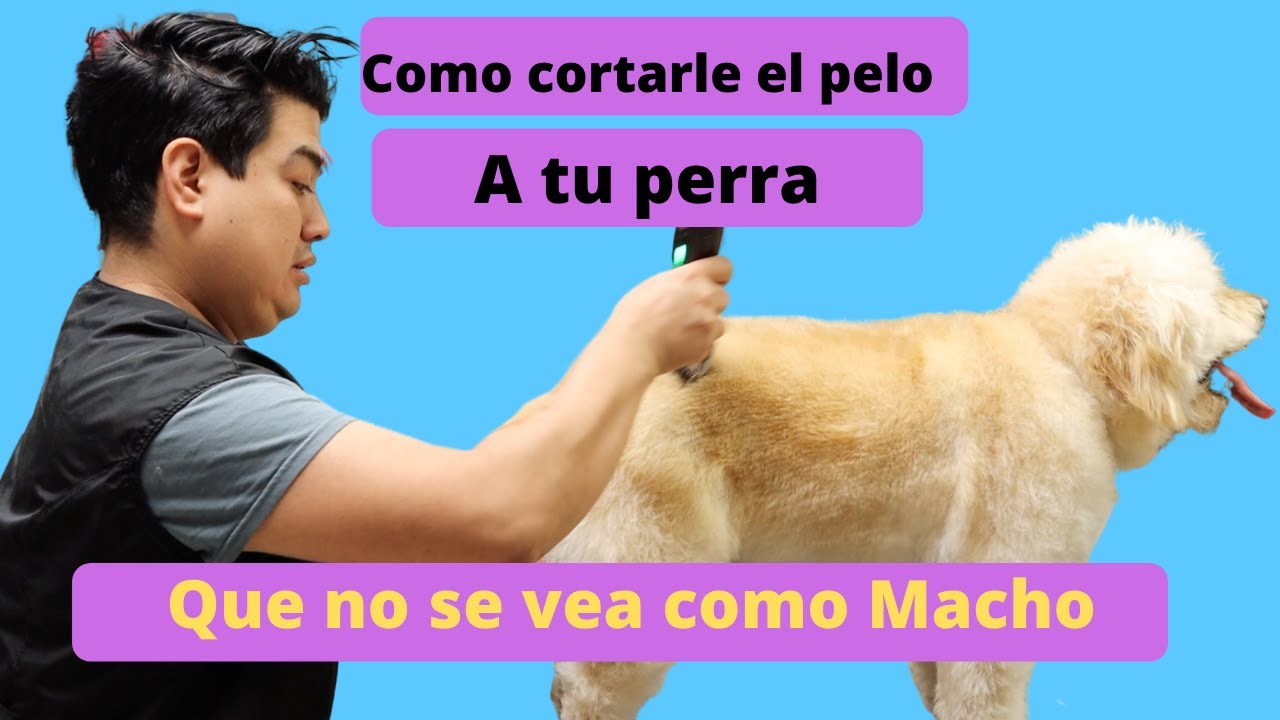 How to make your dog look like a female dog / Dog grooming in queens NY