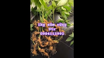 Xả lỗ cuối năm lô sâm rừng #sâm_ngọc_linh_rừng #sâm_ngọc_linh_rừng