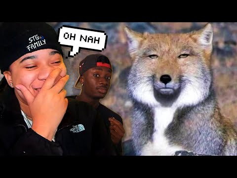 The Unstoppable Rise of the Fox (Casual Geographic)