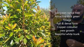 Full & Lush 100L Luscious Tristaniopsis 2.0-2.5M