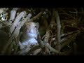 Baby Squirrels Nesting | Wildlife On One | BBC Earth