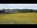 JR烏山線ひまわり畑を走るACCUM(アキュム) の動画、YouTube動画。
