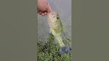 Catch & Free!! #shorts #bassfishing #shortsvideo #youtubeshorts #fish #youtube #viralvideo #viral