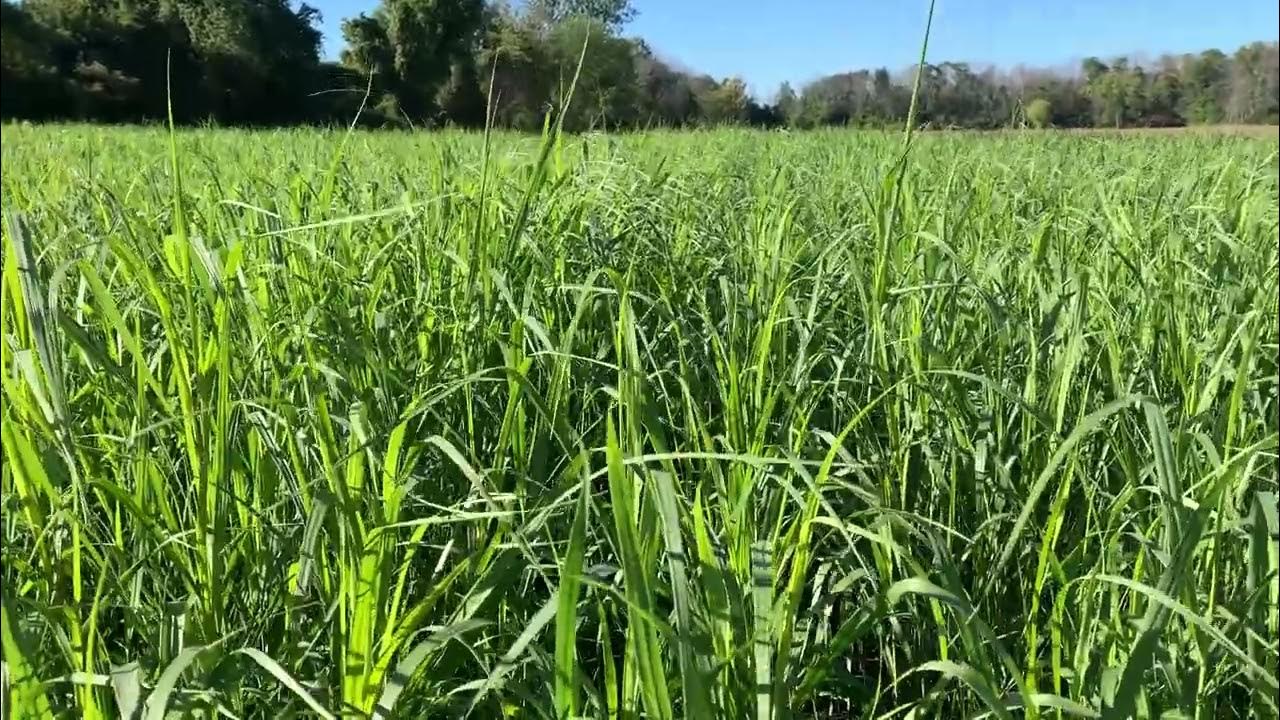 Is Upland Switchgrass now a Field Crop? YouTube