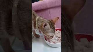 asmr cat eating #asmr #viral #viralvideo #animals #love  #vlogs #youtuber #peppersgallery