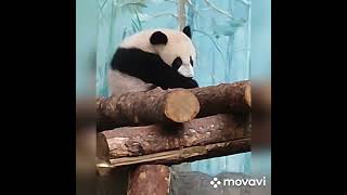 "Цветные сны панды Катюши" ❤️❤️❤️Московский  зоопарк. музыка Максима Дунаевского