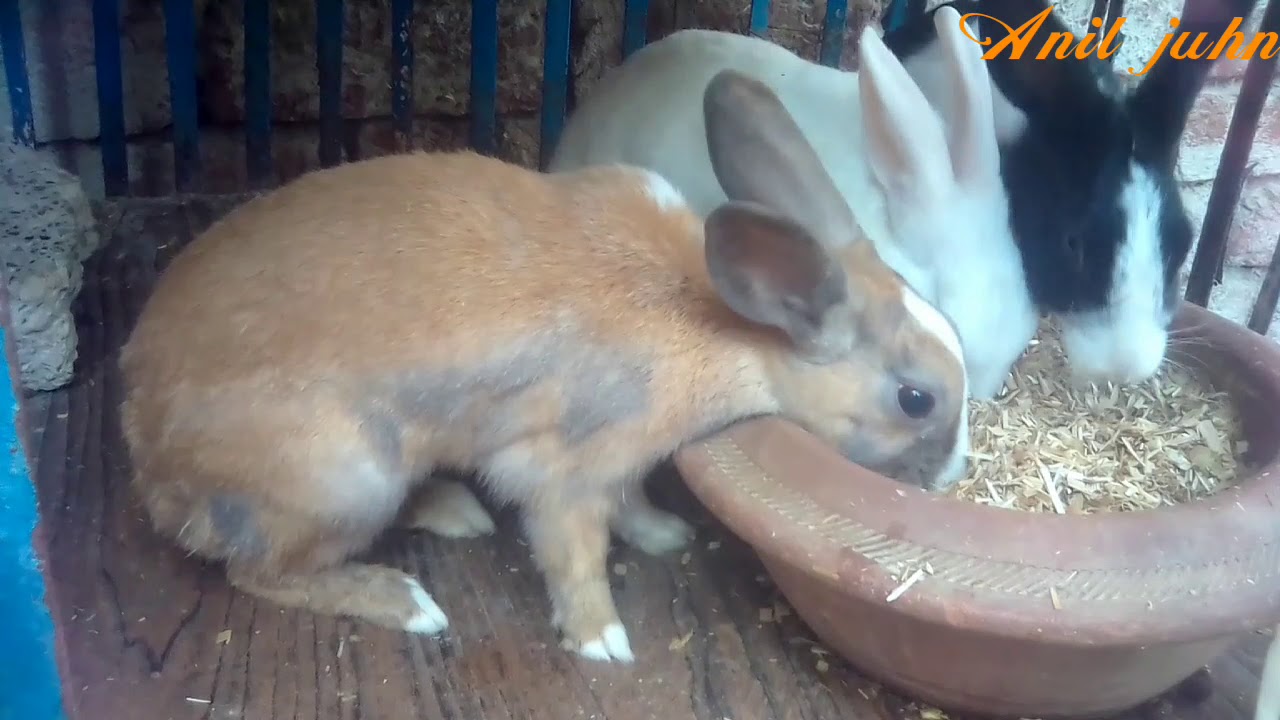 how to solve rabbits meeting problem why don't rabbits meeting each