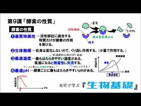 【高校講座 生物基礎】第9講「酵素の性質」