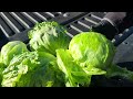 Live from the fields arizona and california desert region widespread lettuce ice