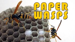 Paper Wasps update.