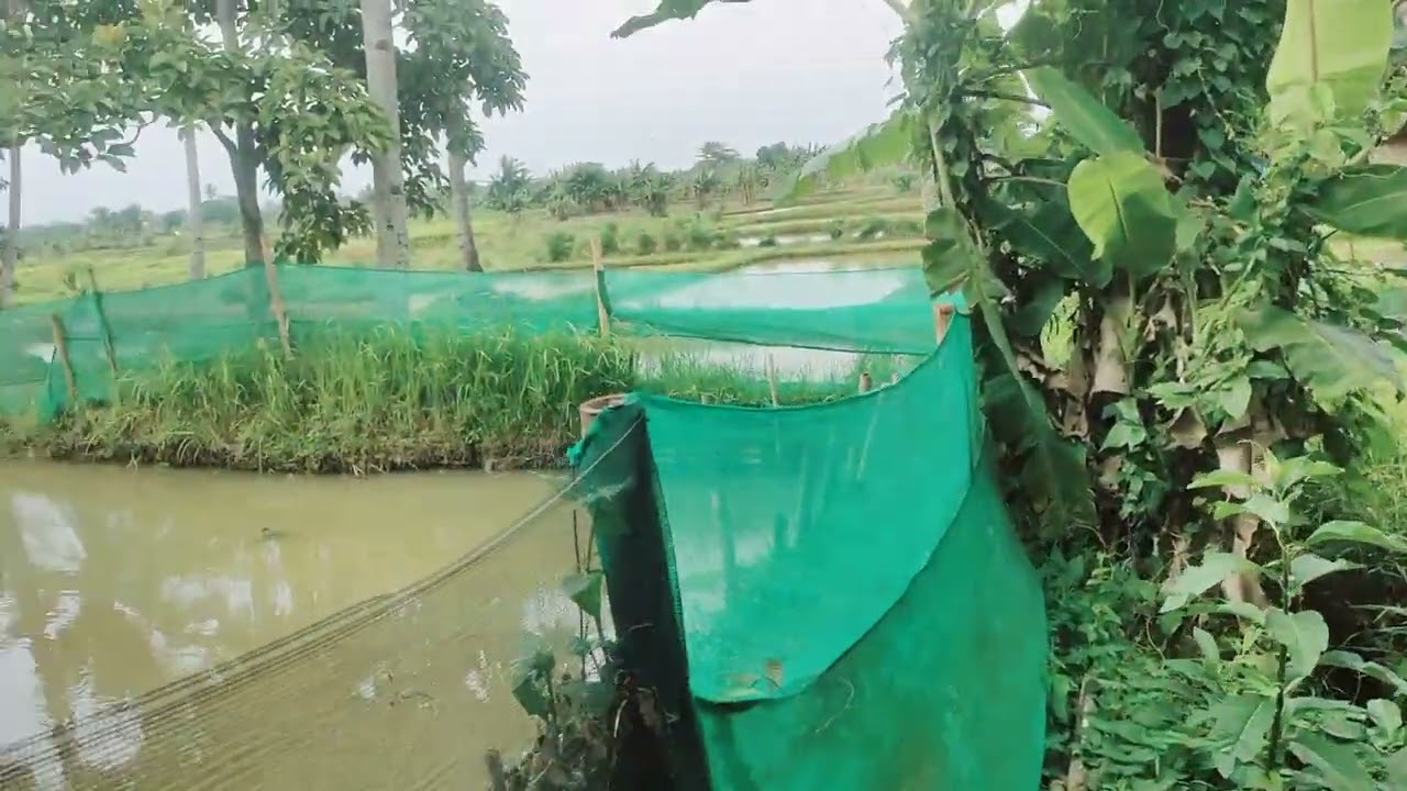 #dijual Tanah  Berikut Kolam empang Luas 5000 mtr  Surat SHM Akses mobil Lokasi Ciseeng Parung Bogor