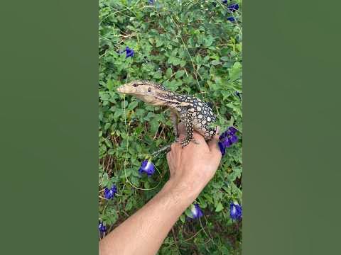 Varanus salvator celebensis YouTube