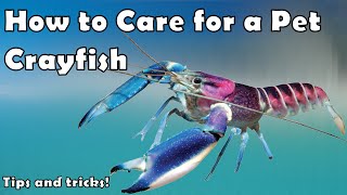 How to Keep Pet Crayfish