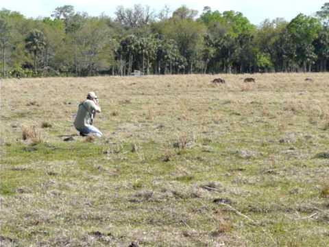 Joe Springman Hog Hunt