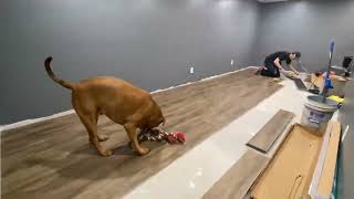 Part 2: Drywall | Painting | Flooring