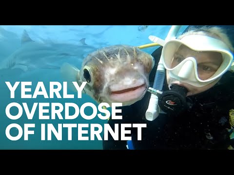 2021 Yearly Overdose of Internet | +5 Hours | Daily Dose of Internet Compilation without the intro's