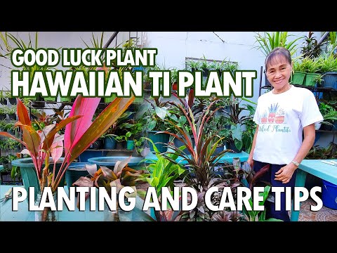Video: Hawaiian Ti Plants: Paano Magpalaki ng Ti Plant