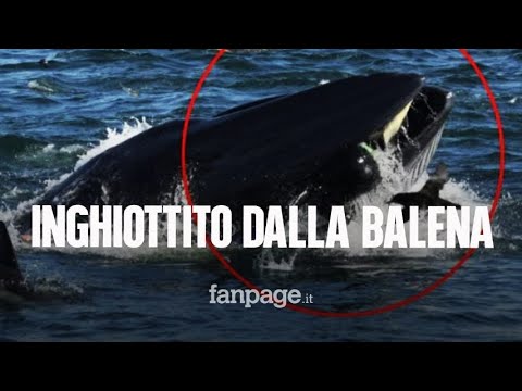 Video: Il Tursiope Adotta Il Vitello Balena