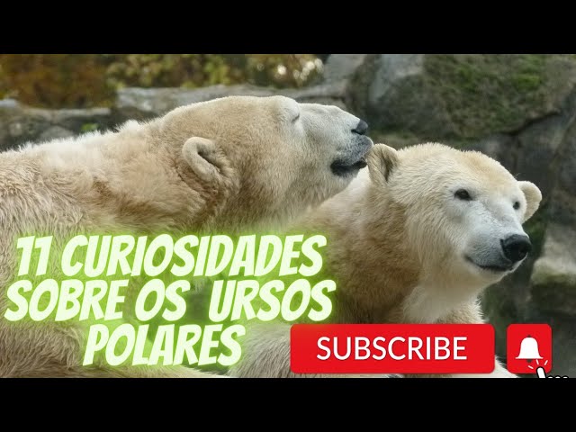 A Ursa Polar': Confira 5 curiosidades sobre os ursos polares antes