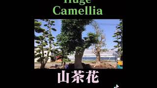 Camellia Big Bonsai Export In Japan 盆栽