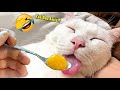 NGAKAK PARAH.!🤣 TERBARU 7 Menit Video Kucing Lucu Banget Bikin Ngakak  ~ Kucing Lucu Tiktok 2023