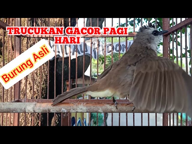 TRUCUK GILA GACOR PAGI SIANG SORE | kicau pidong class=