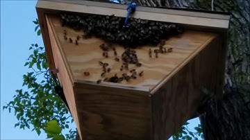 Bee swarm trap moved to hive location