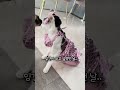 이것좀봐! 신기하지⁉️#shorts #shortsvideo #funnycat #catthings #stupide