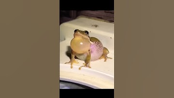 Thumbnail of Frogs Sound🐸 #shorts