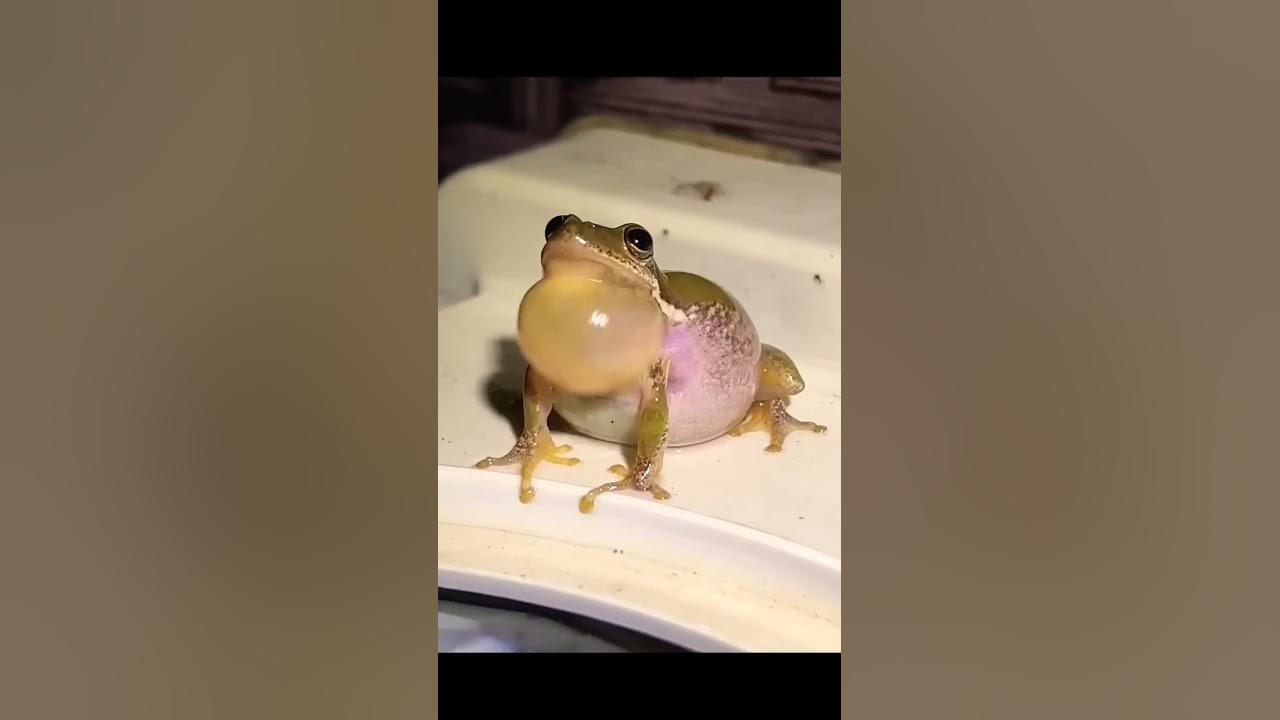 Frogs Sound🐸 #shorts Frogs Sound🐸 #shorts