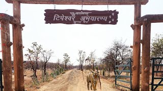 Mysterious Encounter: Tiger Sighting at Tipeshwar Sanctuary