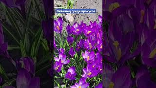 THE MOST BEAUTIFUL VARIETY OF CROCUSSES.