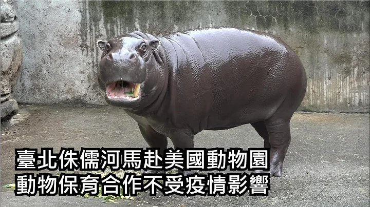 臺北侏儒河馬赴美國動物園－動物保育合作不受疫情影響 - 天天要聞